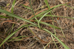 Pseudopodospermum elatum