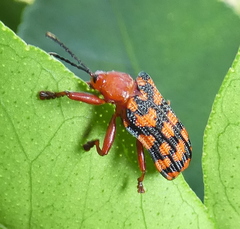 Sceloenopla maculata