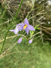Solanum amygdalifolium