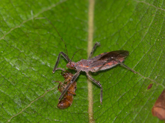 Castolus rufomarginatus