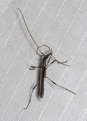 Rhinophthalmus