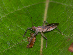 Castolus rufomarginatus