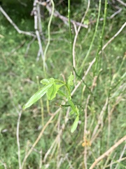 Solanum amygdalifolium