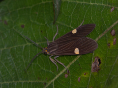 Aclytia