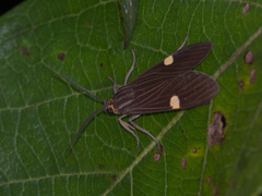 Aclytia