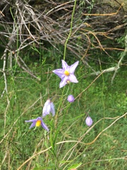 Solanum amygdalifolium