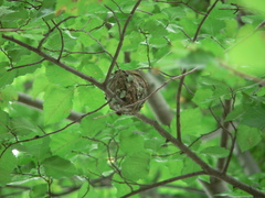 Terpsiphone viridis plumbeiceps