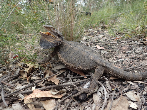 Jew Lizard, Pogona barbata