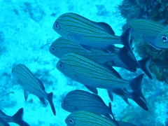 Haemulon carbonarium