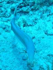 Malacanthus plumieri