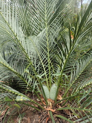 Macrozamia reducta