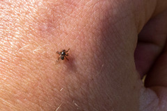 Lipoptena depressa