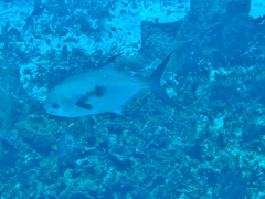 Trachinotus falcatus