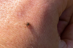Lipoptena depressa