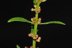 Ammannia baccifera