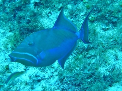Balistes vetula