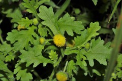 Grangea maderaspatana