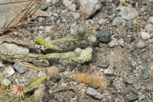 Image of Filago eriocephala by (c) Eleftherios Katsillis, some rights reserved (CC BY)