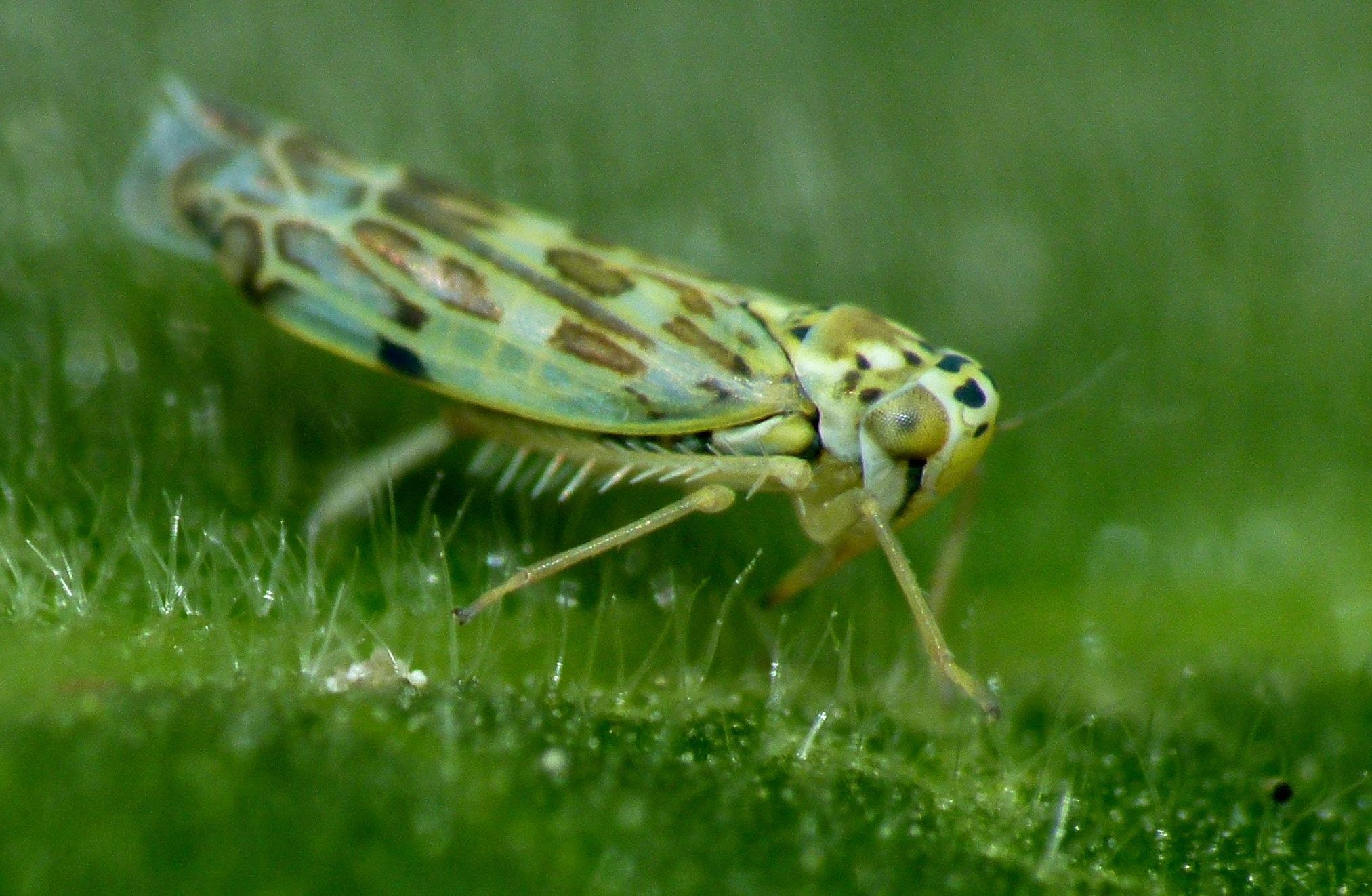 Herb Leafhopper