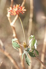 Jatropha grossidentata