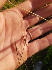 Piptochaetium avenacioides