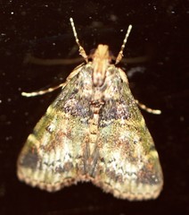 Orthaga atribasalis