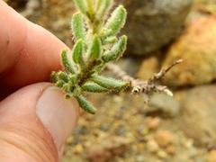Senecio tristis