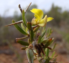 Aspalathus spinosa spinosa