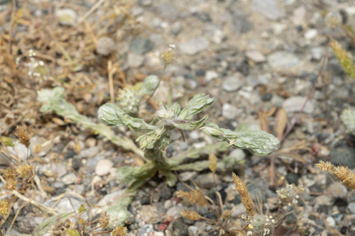 Image of Filago eriocephala by (c) Eleftherios Katsillis, some rights reserved (CC BY)