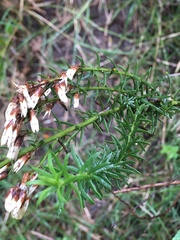 Baccharis coridifolia
