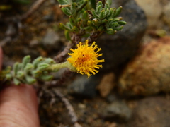 Senecio tristis
