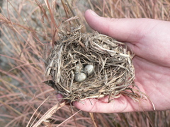 Lagonosticta senegala rendalli
