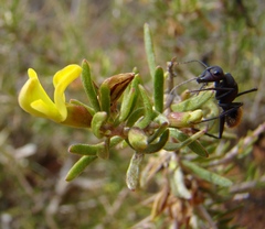 Aspalathus spinosa spinosa