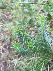 Baccharis coridifolia