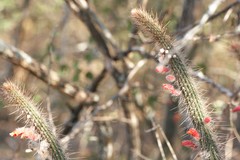 Cleistocactus baumannii
