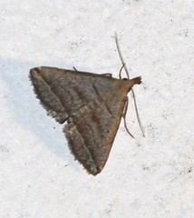 Lysimelia lenis