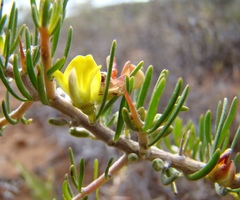 Aspalathus spinosa spinosa