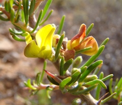 Aspalathus spinosa spinosa
