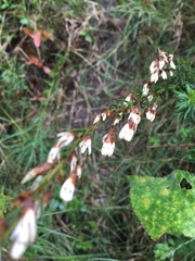 Baccharis coridifolia