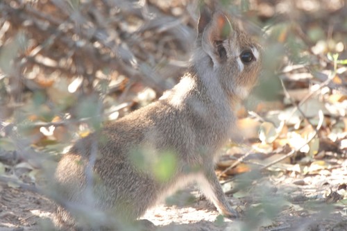 Chacoan Mara