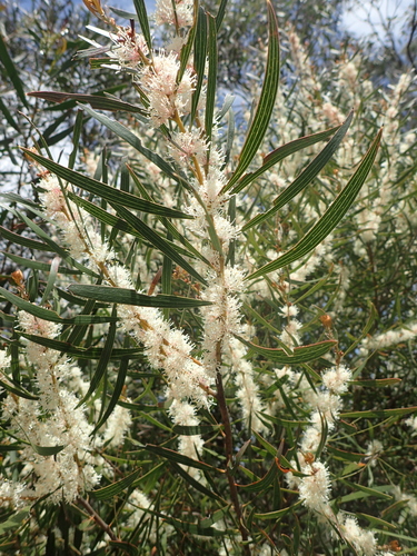 Hakea laevipes Gand.