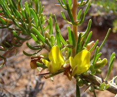 Aspalathus spinosa spinosa