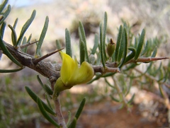 Aspalathus spinosa spinosa