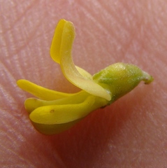 Aspalathus spinosa spinosa