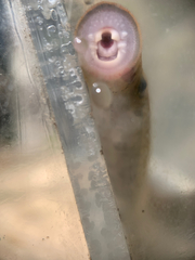 Lampetra richardsoni