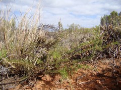 Aspalathus spinosa spinosa