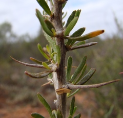 Aspalathus spinosa spinosa