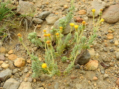 Senecio tristis