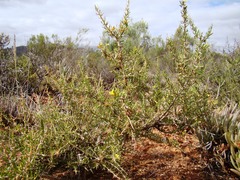 Aspalathus spinosa spinosa