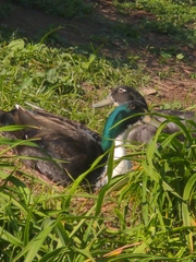 Anas platyrhynchos domesticus